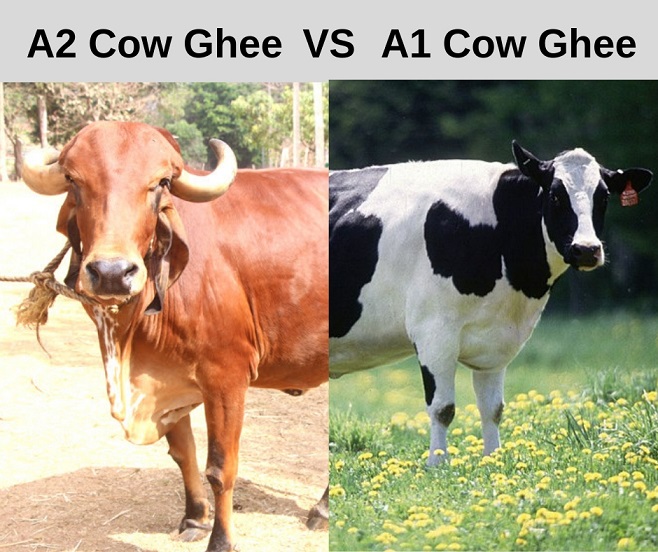 Wwww Wxxxx Cow - A2 Gir Cow Ghee Vs A1 Cow Ghee - Shree Radhey Dairy