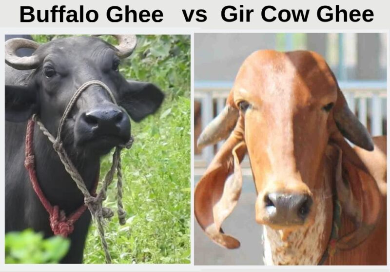 Buffalo Ghee Vs. Gir Cow Ghee: Key Differences